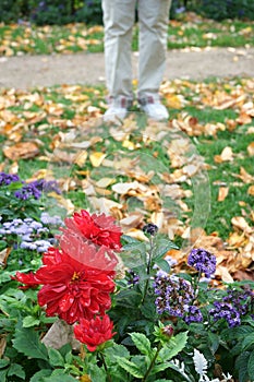 Colorful Dahlia garden in Autumn with fallen leaves
