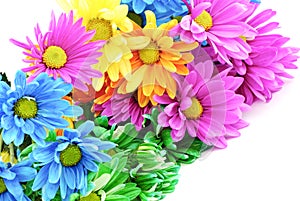 Colorful Daisies