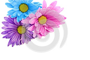 Colorful Daisies on High Key Background