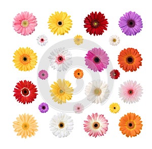 Colorful Daisies Isolated on a White Background