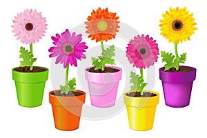 Colorful Daisies In Pots. Vector