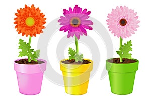 Colorful Daisies In Pots. Vector