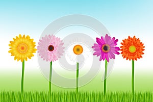 Colorful Daisies. Vector