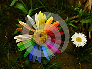 Colorful daisy photo