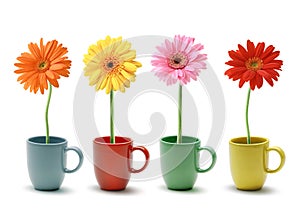 Colorful daisy in coffee mug