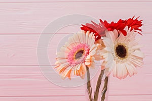 Colorful daisy flower heads.