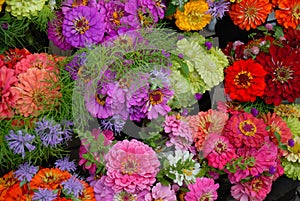 Colorful daisy flowers