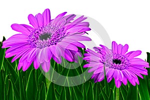 Colorful daisy gerbera flowers