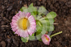 Colorful daisy with rain drops. Beautiful little flower in magnification