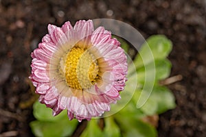 Colorful daisy with rain drops. Beautiful little flower in magnification