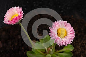 Colorful daisy with rain drops. Beautiful little flower in magnification