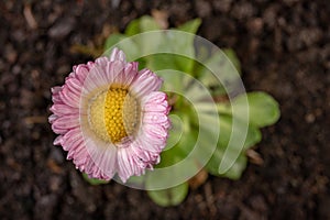 Colorful daisy with rain drops. Beautiful little flower in magnification