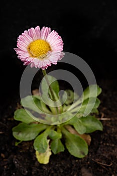 Colorful daisy with rain drops. Beautiful little flower in magnification