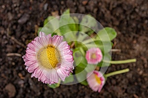 Colorful daisy with rain drops. Beautiful little flower in magnification