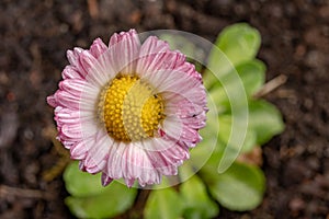 Colorful daisy with rain drops. Beautiful little flower in magnification