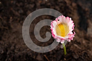 Colorful daisy with rain drops. Beautiful little flower in magnification