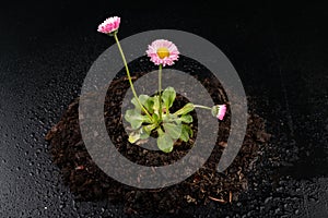 Colorful daisy with rain drops. Beautiful little flower in magnification