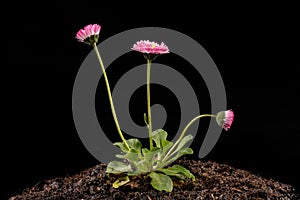 Colorful daisy with rain drops. Beautiful little flower in magnification