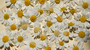 Colorful daisy summer flowers rotating. close-up summer floral composition white camomile on water surface, top view