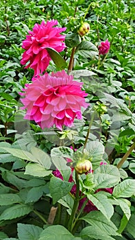 Colorful Dalia Flower in a Bengal`s Garden photo