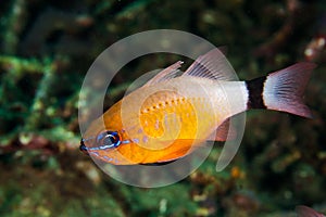 Colorful damselfish