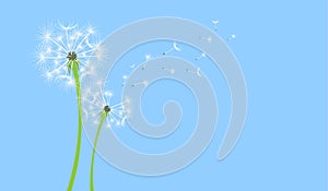 Colorful dandelion with flying seeds on blue background banner. Vector illustration