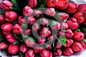 Colorful dark pink tulips, floral background, closeup, Bunch of fresh spring pink tulips