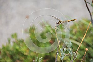 Colorful darter dragonfly