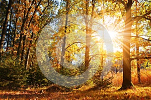 Colorful deciduous tree in autumn forest.