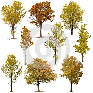 Colorful deciduous trees in autumn isolated on transparent background.