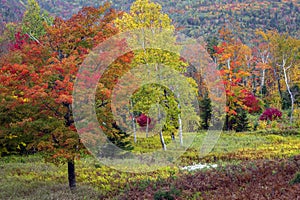 Colorful Deciduous Trees and a Grass Meadow in Autumn