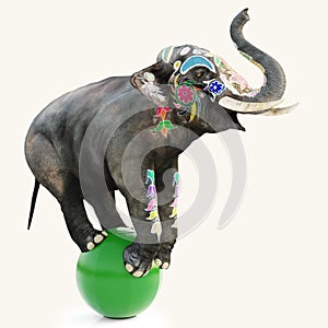 Colorful decorated artistic circus elephant doing a balancing act on a green ball with a isolated white background.