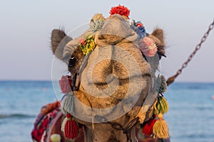 colorful decorated camel looks into the camera on the beach with sea
