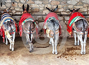 Colorful decorated donkey (called Burro-taxi) in resting place in Mijas near Malaga, Spain