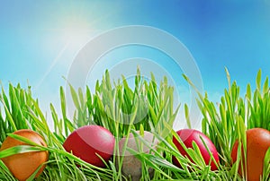 Colorful decorated easter eggs in grass on sky background