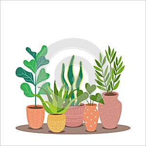 Colorful decorative plants and pots background photo