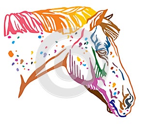 Colorful decorative portrait of Appaloosa horse vector illustration