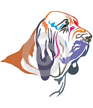 Colorful decorative portrait of Bloodhound vector illustration photo
