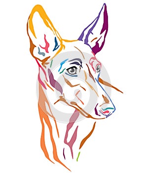 Colorful decorative portrait of Cirneco dell`Etna Dog vector illustration photo