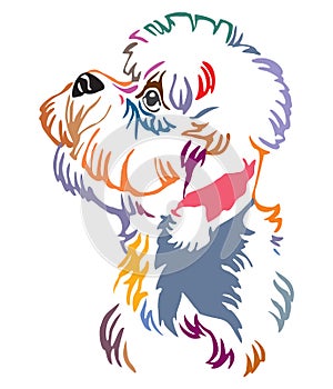 Colorful decorative portrait of Dandie Dinmont Terrier Dog vector illustration