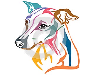 Colorful decorative portrait of Dog Italian Greyhound vector ill