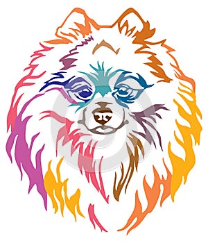 Colorful decorative portrait of Dog Pomeranian Spitz vector illustration photo