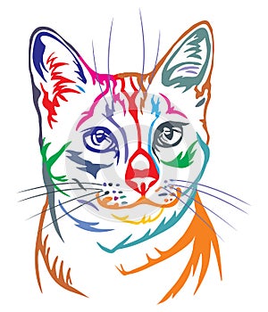 Colorful decorative portrait of Egyptian Mau Cat vector illustration