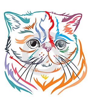 Colorful decorative portrait of Exotic Shorthair Cat vector illustration