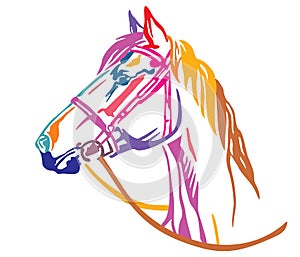 Colorful decorative portrait of horse vector illustration 6