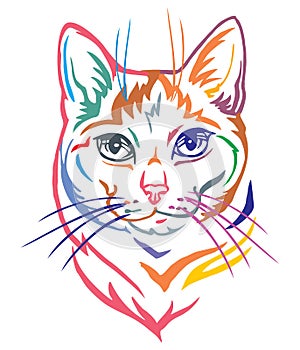 Colorful decorative portrait of Mongrel Cat vector illustration