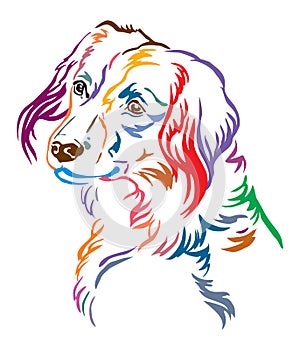 Colorful decorative portrait of Nederlandse Kooikerhondje Dog vector illustration