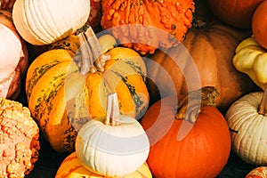 Colorful decorative pumpkins of different sizes and shapes