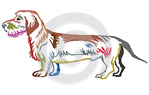 Colorful decorative standing portrait of Dachshund wire-haired