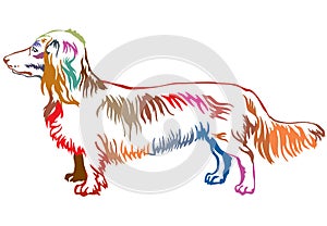 Colorful decorative standing portrait of dog Long-haired Dachshund vector illustration